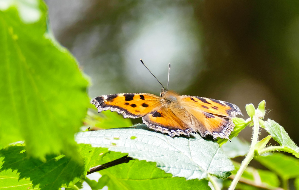 Nymphalis xanthomelas - vörös rókalepke