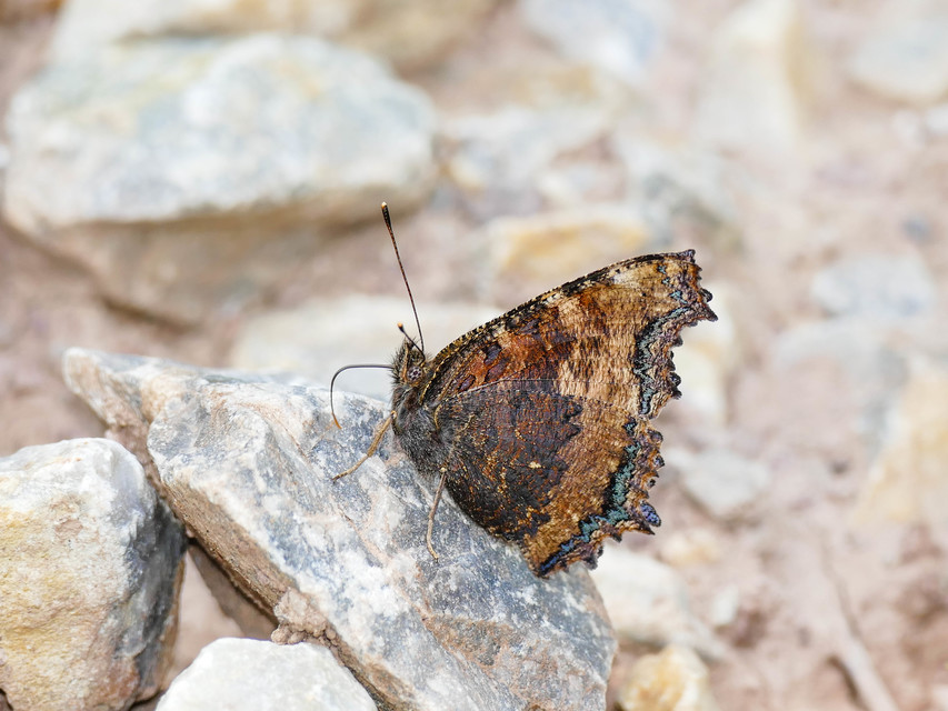 Nymphalis xanthomelas - vörös rókalepke