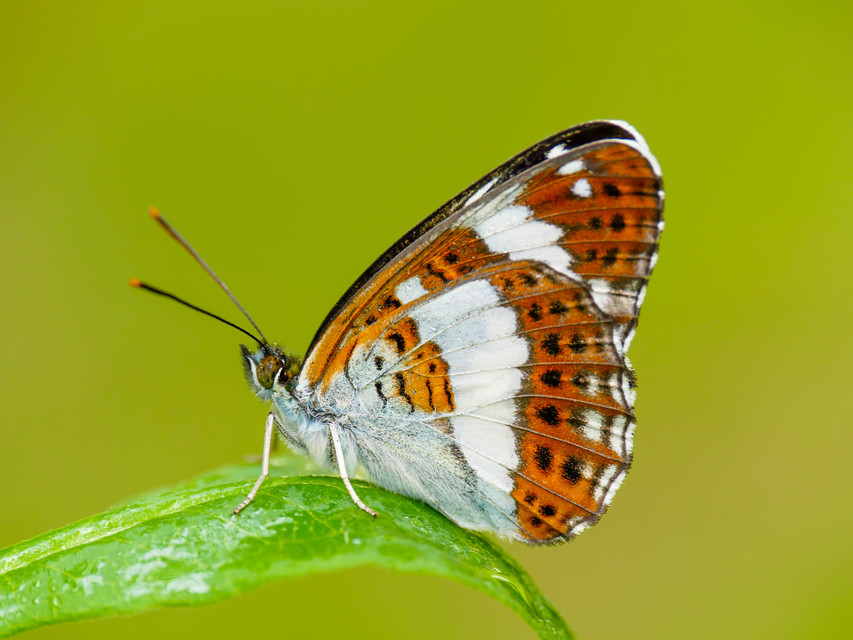 Limenitis camilla - kis lonclepke