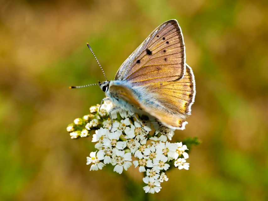 Lycaena alciphron - ibolyás tűzlepke
