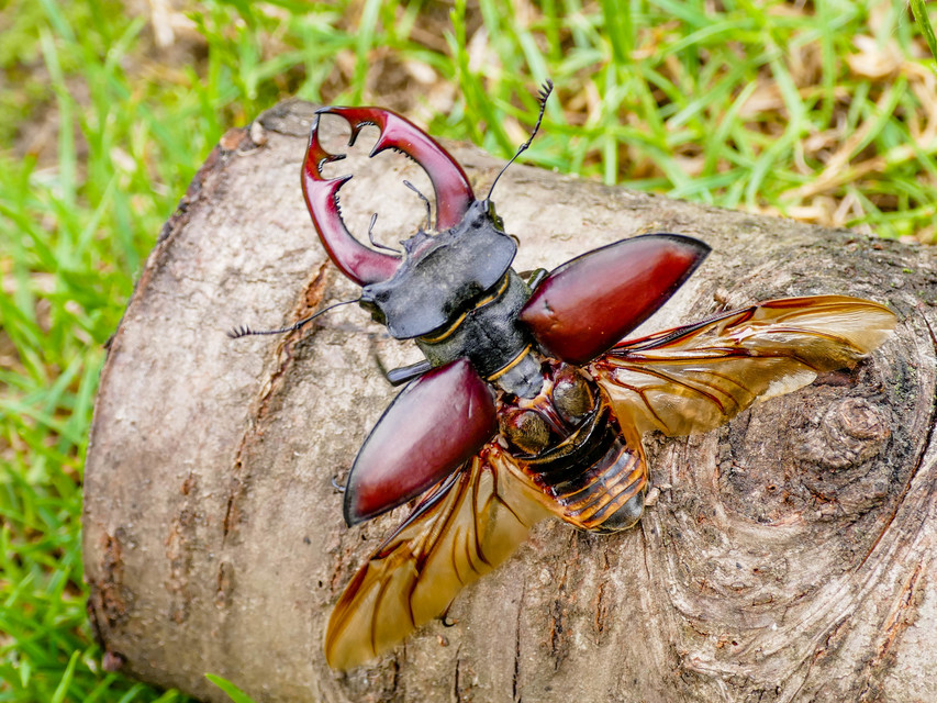 Lucanus cervus - nagy szarvasbogár