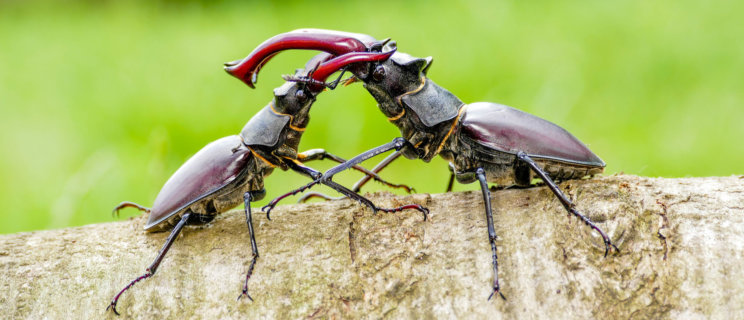 Lucanus cervus - nagy szarvasbogár
