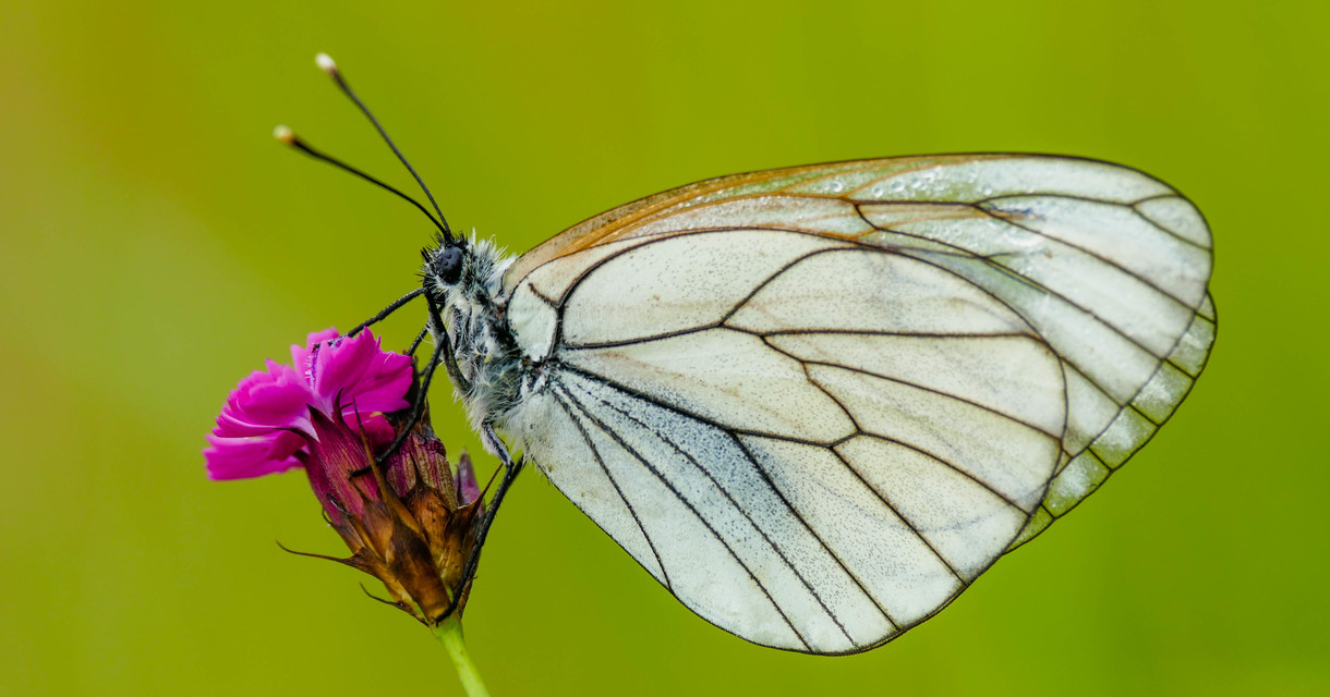 Aporia crataegi - galagonyalepke