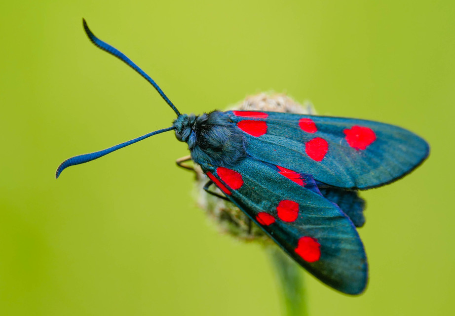 Zygaena