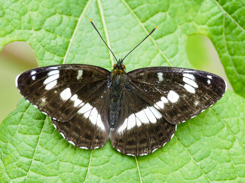 Limenitis camilla - kis lonclepke