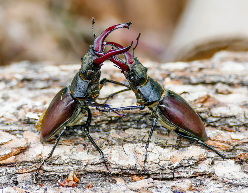 Lucanus cervus - nagy szarvasbogár