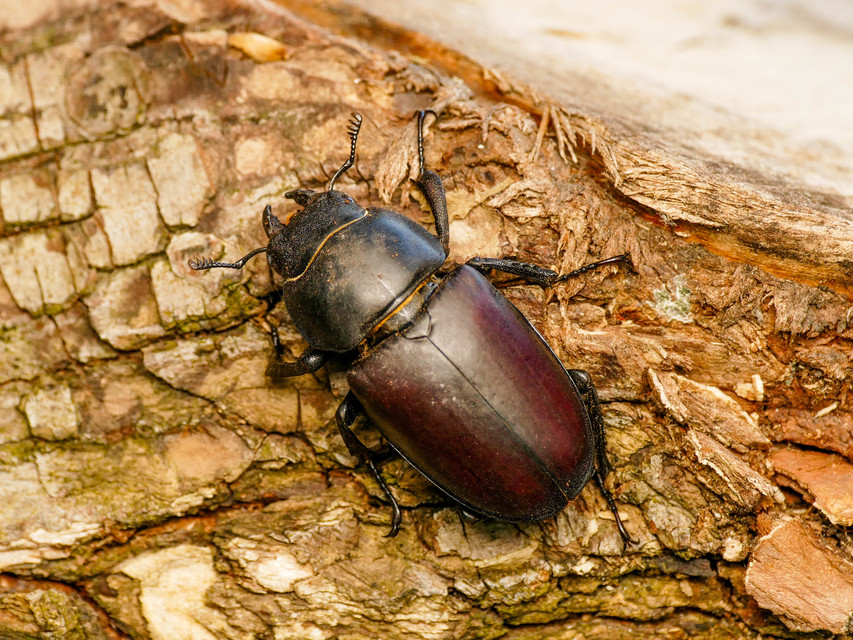 Lucanus cervus - nagy szarvasbogár