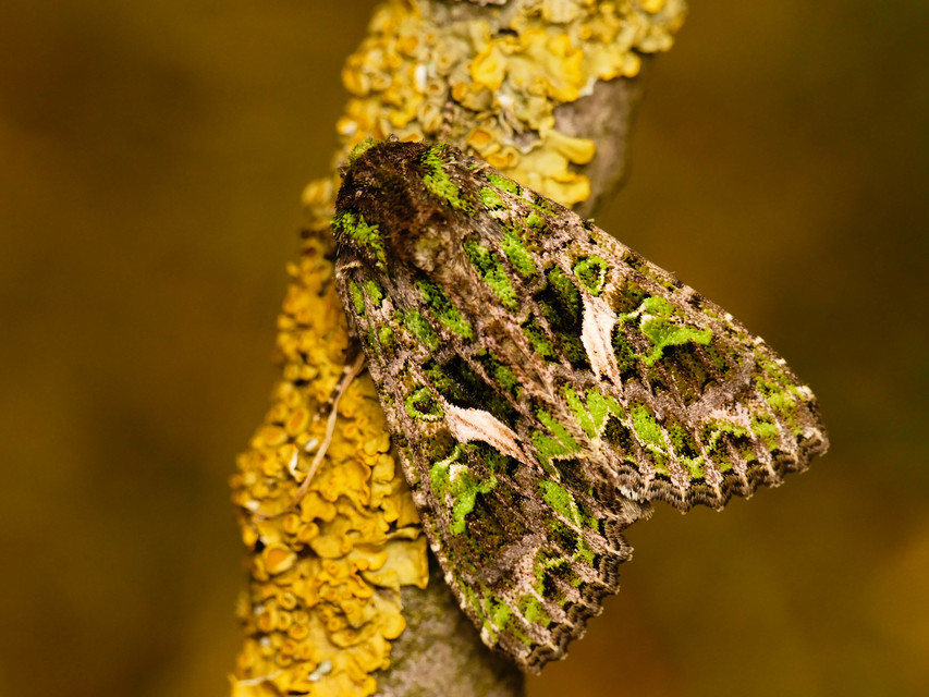 Trachea atriplicis - nyári zöldbagoly