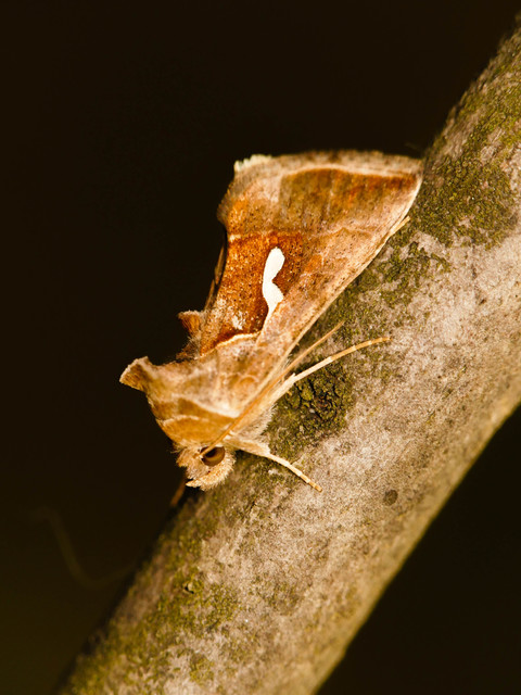 Macdunnoughia confusa - cseppfoltos ezüstbagoly