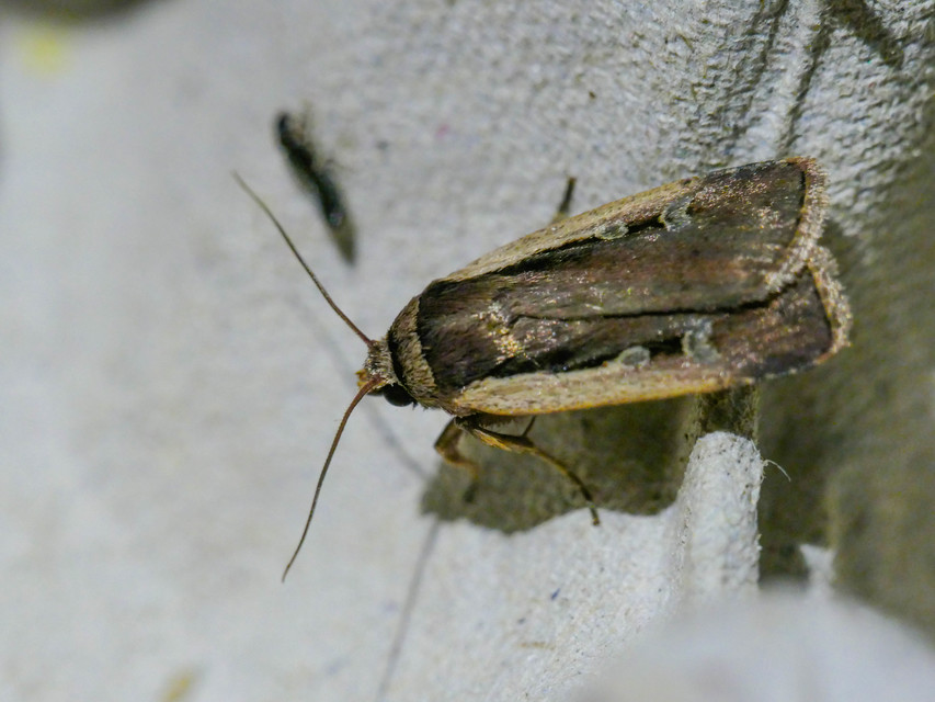 Ochropleura plecta - fehérszegélyű fűbagoly
