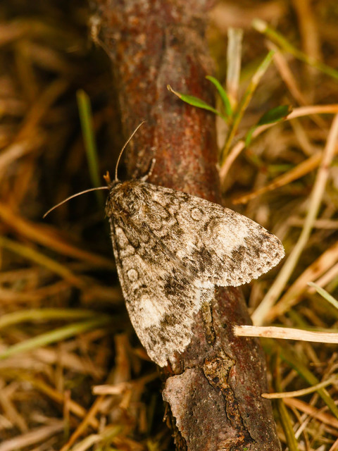 Acronicta megacephala - nagyfejű szigonyosbagoly