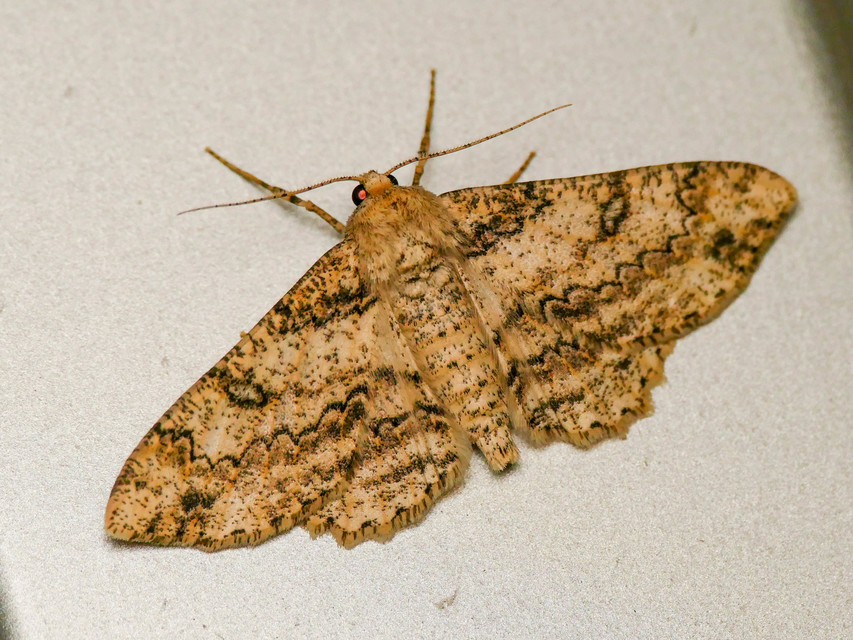 Ascotis selenaria - holdas faaraszoló
