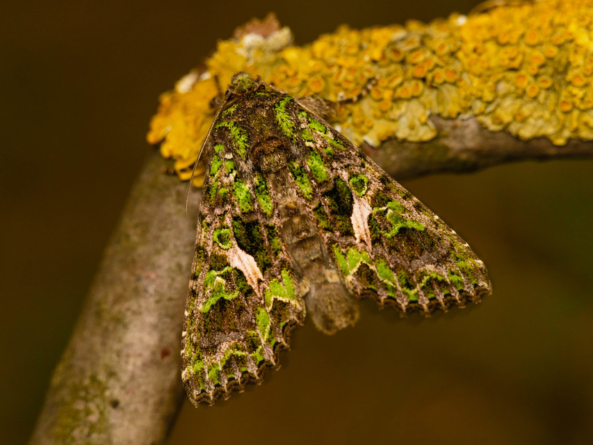Trachea atriplicis - nyári zöldbagoly