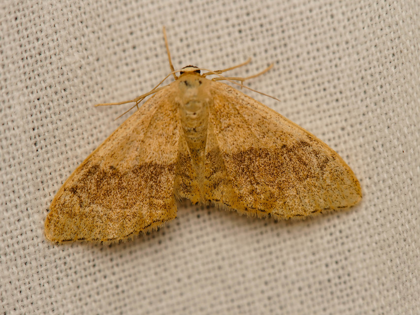 Idaea aversata - nagy sávosaraszoló