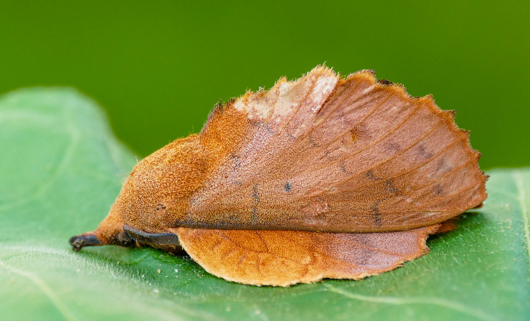 Gastropacha quercifolia - tölgylevélpohók