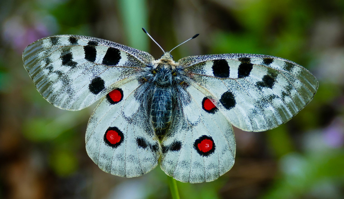 Parnassius apollo - Apollólepke