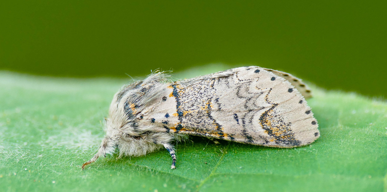 Furcula furcula - szürke púposszövő