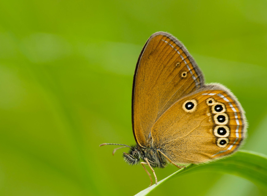 Coenonympha oedippus - ezüstsávos szénalepke