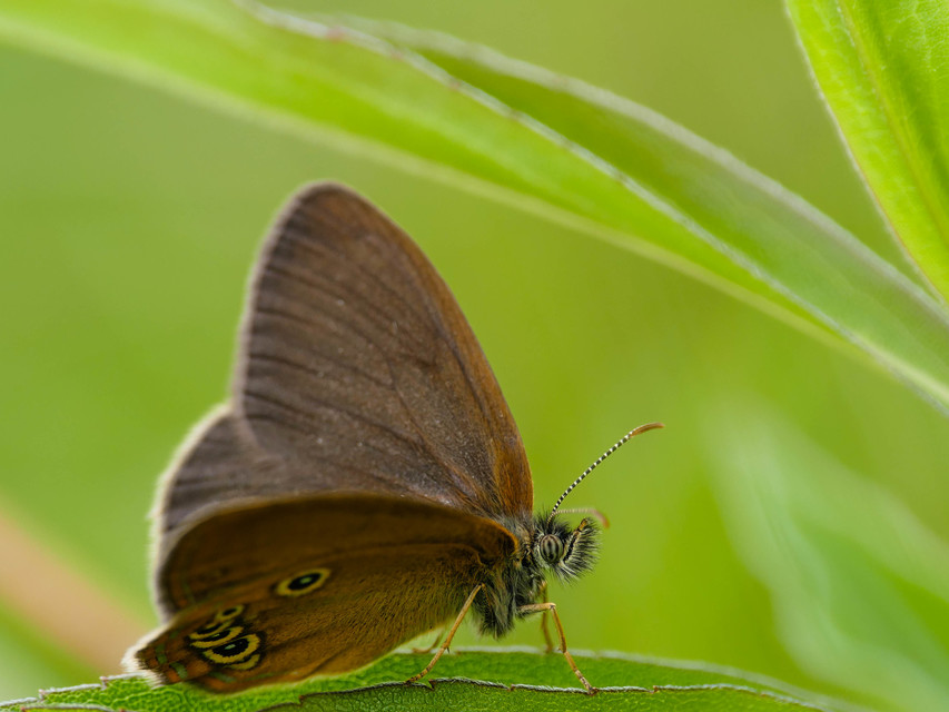 Coenonympha oedippus - ezüstsávos szénalepke