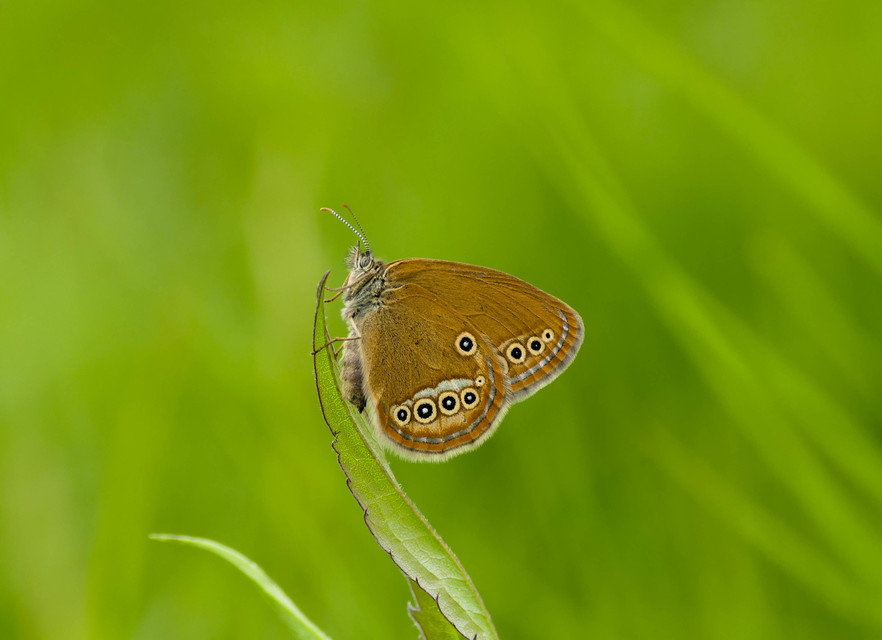 Coenonympha oedippus - ezüstsávos szénalepke