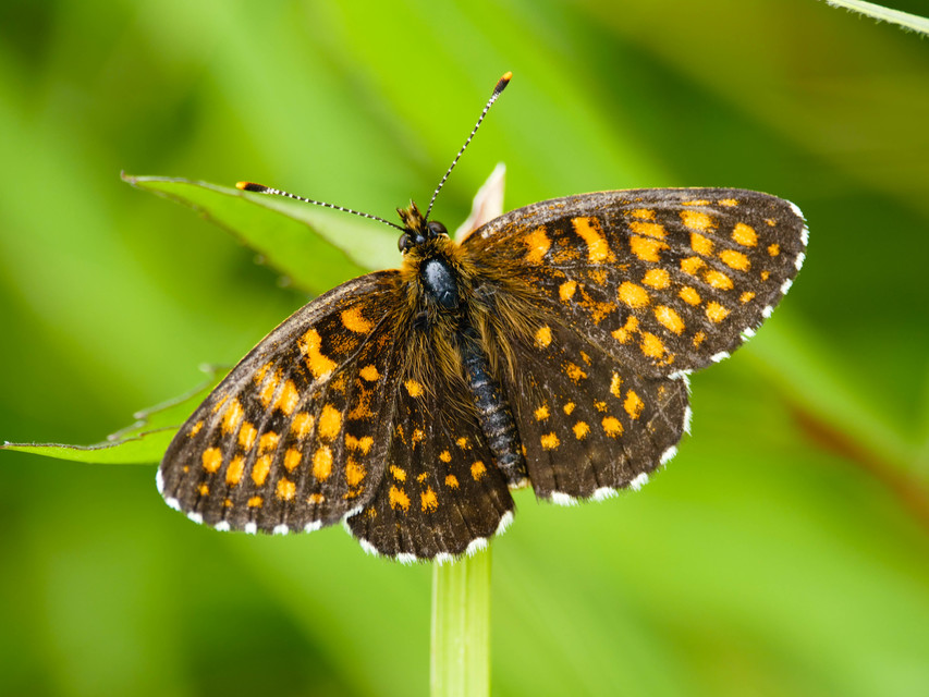 Melitaea diamina - kockás tarkalepke