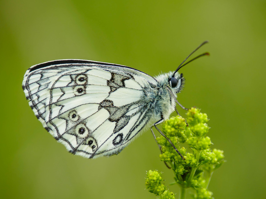 Melanargia galathea - sakktáblalepke