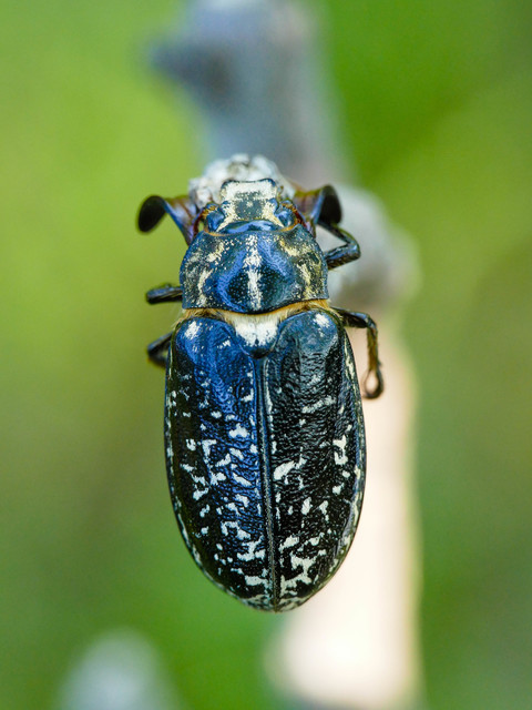 Polyphylla fullo - csapó cserebogár