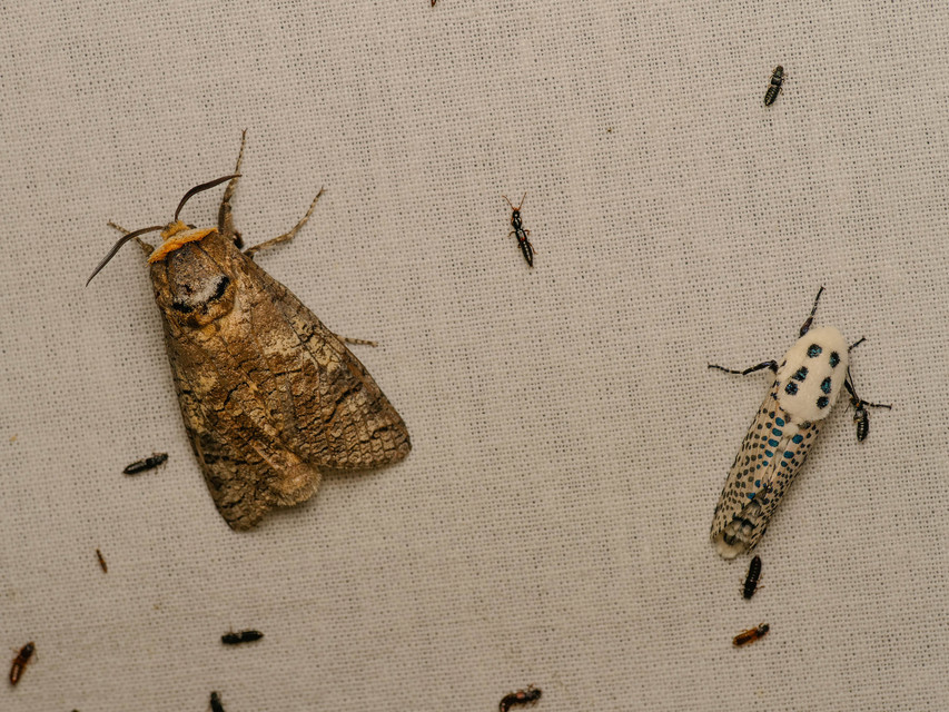 Cossus cossus - fűzfarontólepke