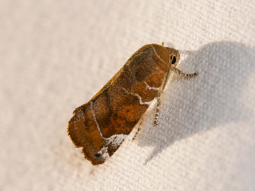 Cosmia affinis - barna lombbagoly
