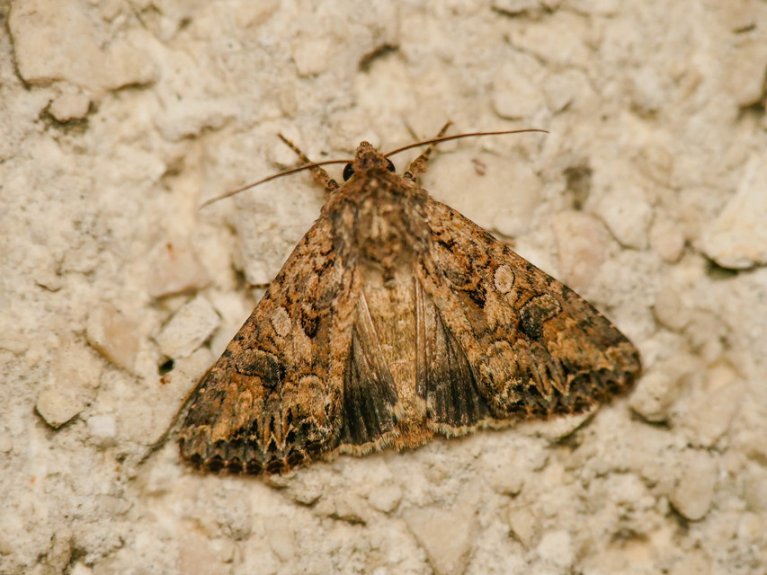 Hadula trifolii - lóherebagoly