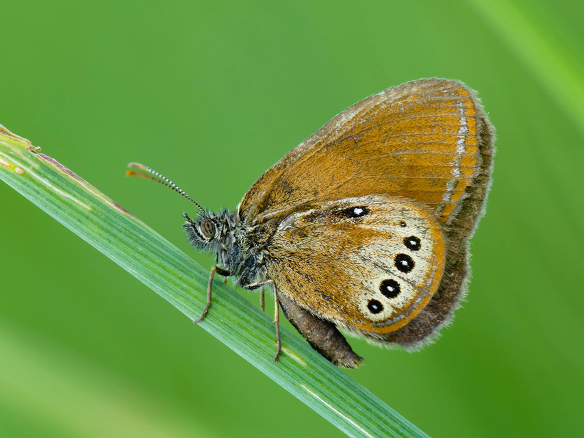 Coenonympha oedippus - ezüstsávos szénalepke