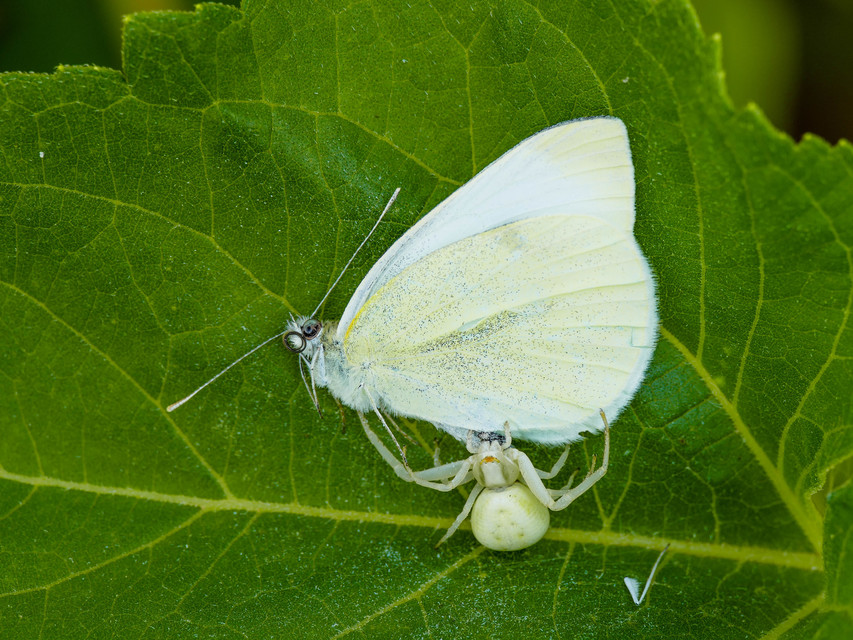 Pieris rapae - répalepke