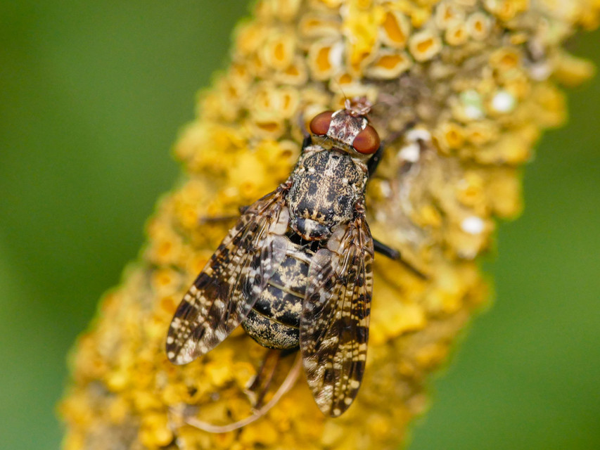 Platystoma