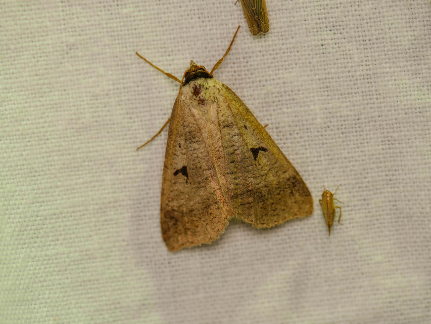 Lygephila pastinum - közönséges csüdfűbagoly