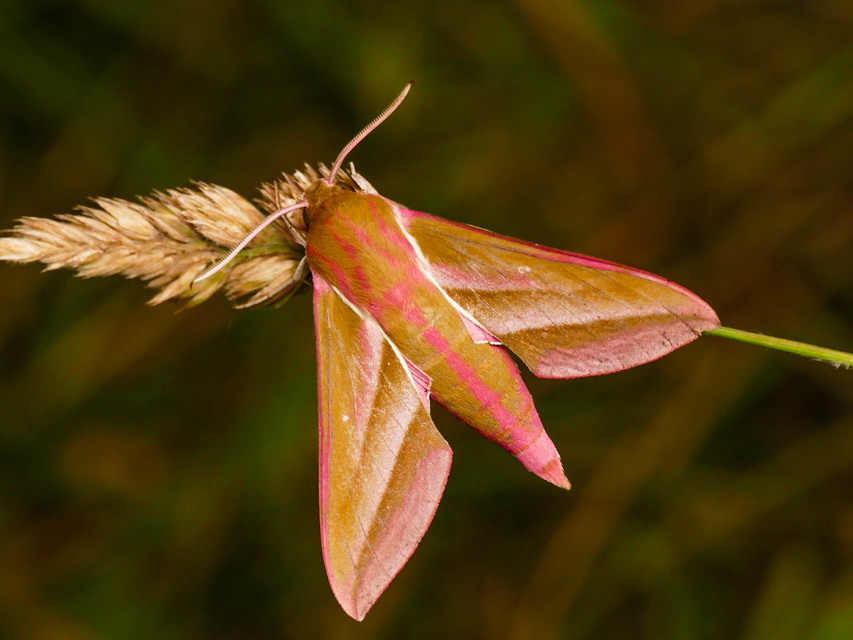 Deilephila elpenor - szőlőszender
