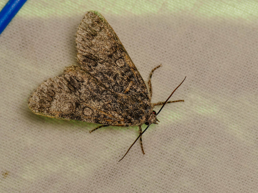 Acronicta megacephala - nagyfejű szigonyosbagoly