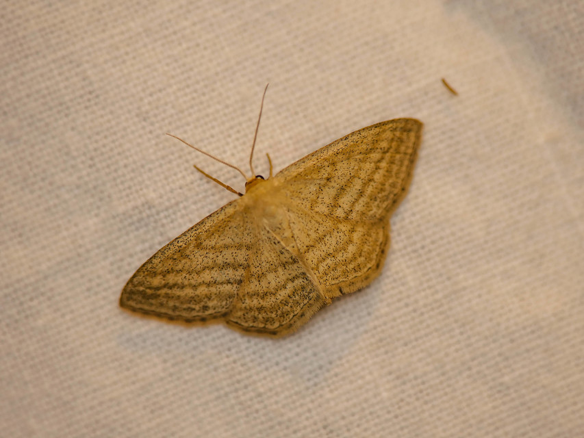 Scopula virgulata - vesszős sávosaraszoló