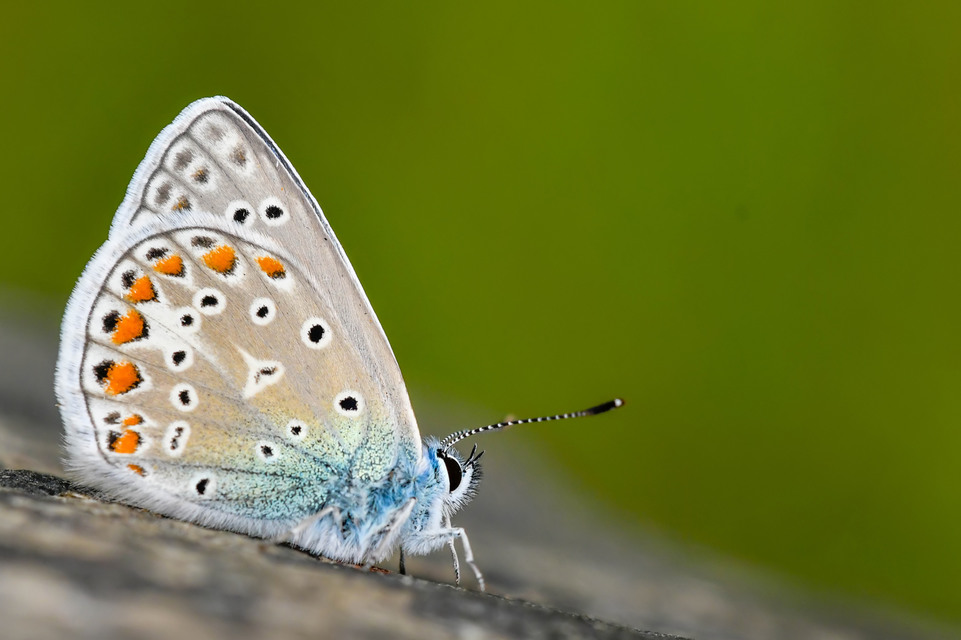 Polyommatus icarus - közönséges boglárka