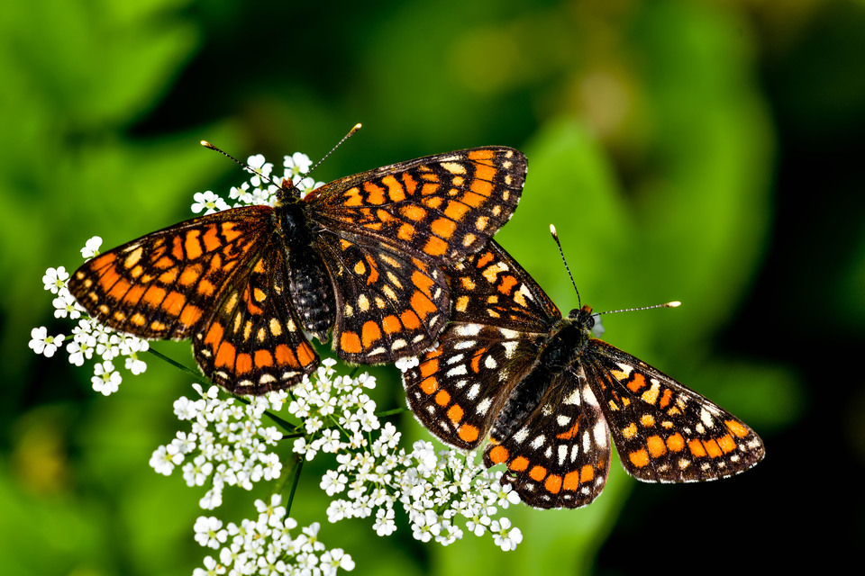 Euphydryas maturna - díszes tarkalepke