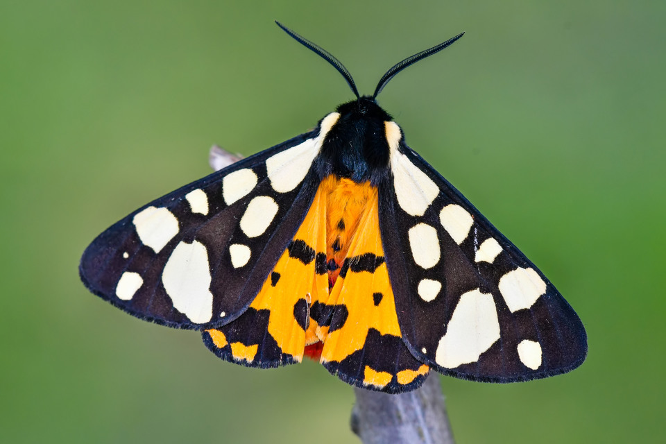 Arctia villica - fekete medvelepke