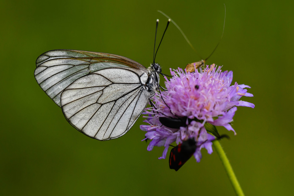 Aporia crataegi - galagonyalepke