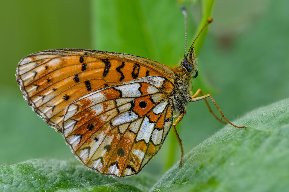 Boloria selene - fakó gyöngyházlepke
