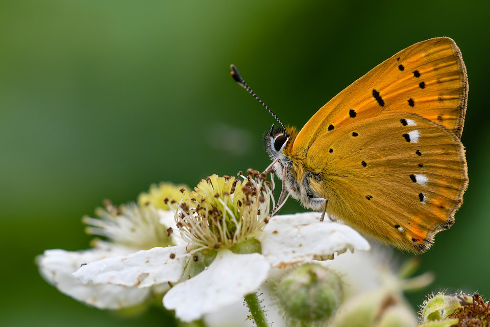 Lycaena virgaureae - arany-tűzlepke