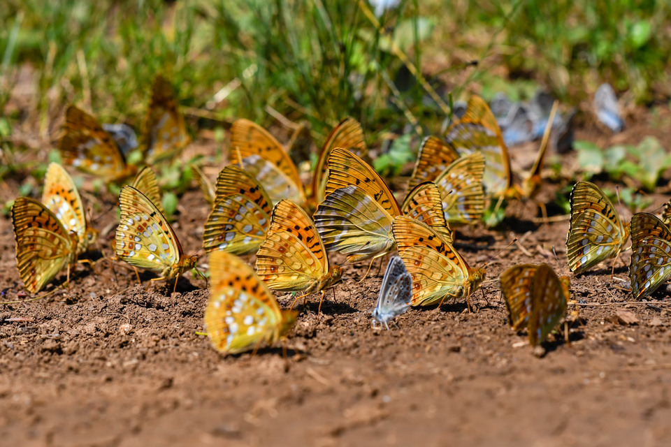 Argynnis adippe - ezüstös gyöngyházlepke