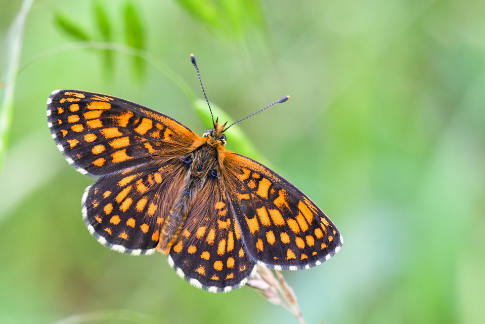 Melitaea aurelia - recés tarkalepke
