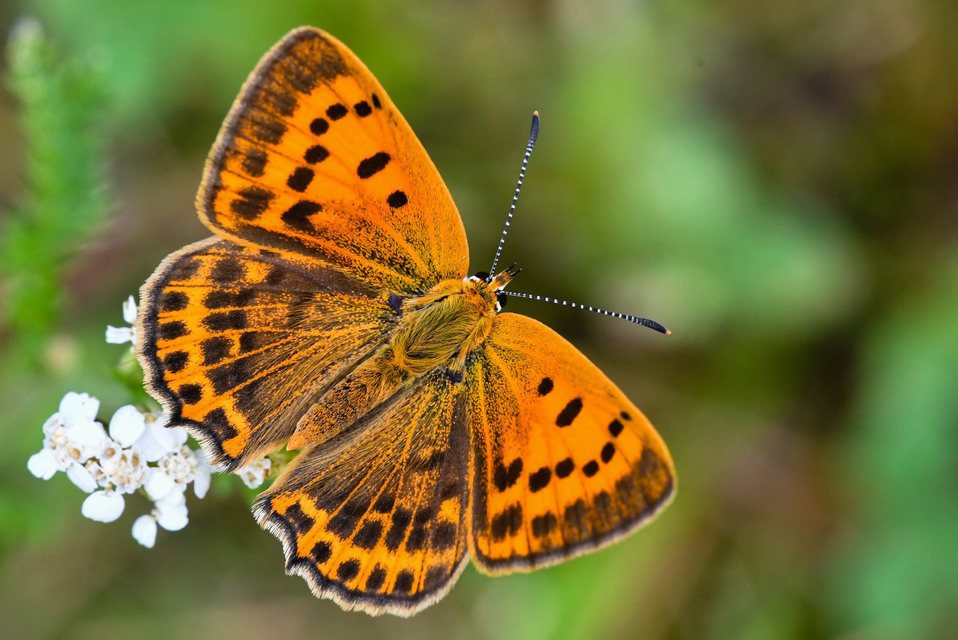 Lycaena virgaureae - arany-tűzlepke