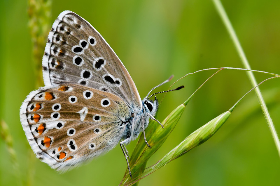 Polyommatus bellargus - égszínű boglárka