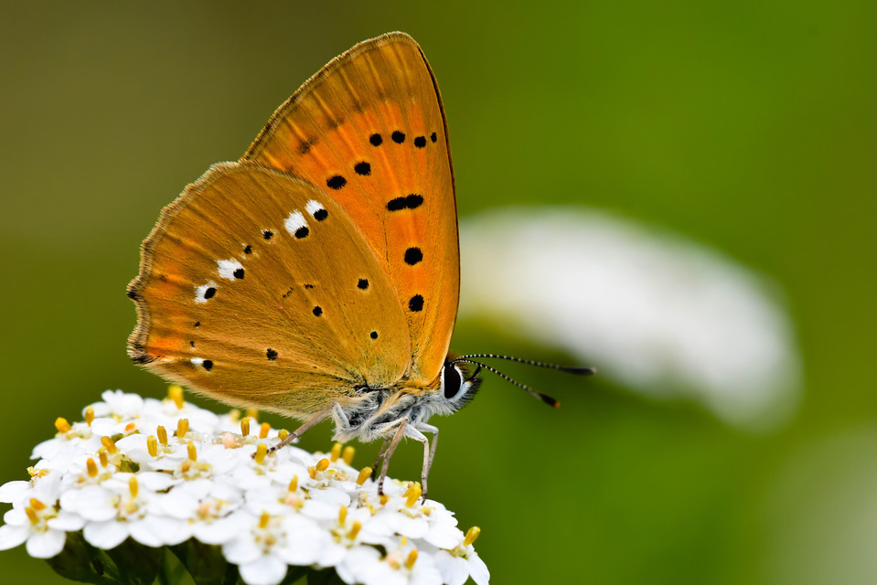 Lycaena virgaureae - arany-tűzlepke