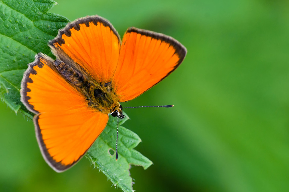 Lycaena virgaureae - arany-tűzlepke