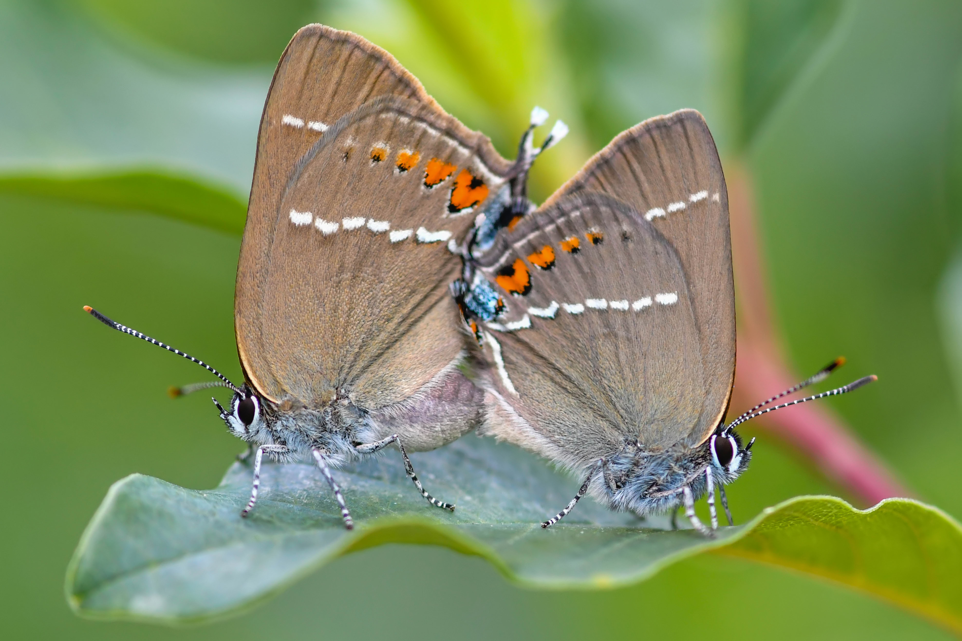 Satyrium spini - kökény-csücsköslepke